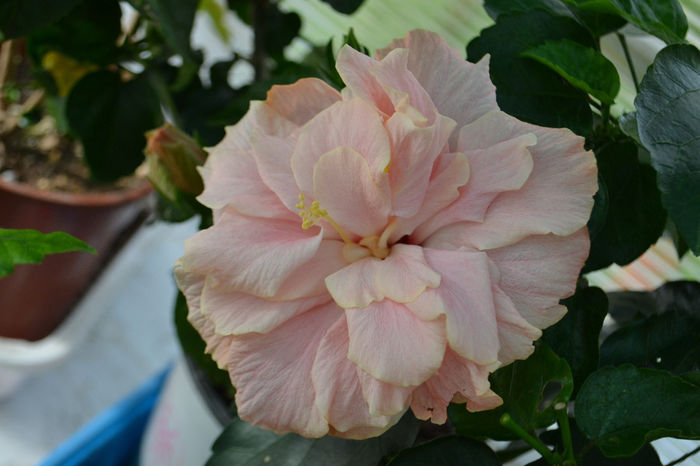 DSC_3910 - aaa-Hibiscus 2013