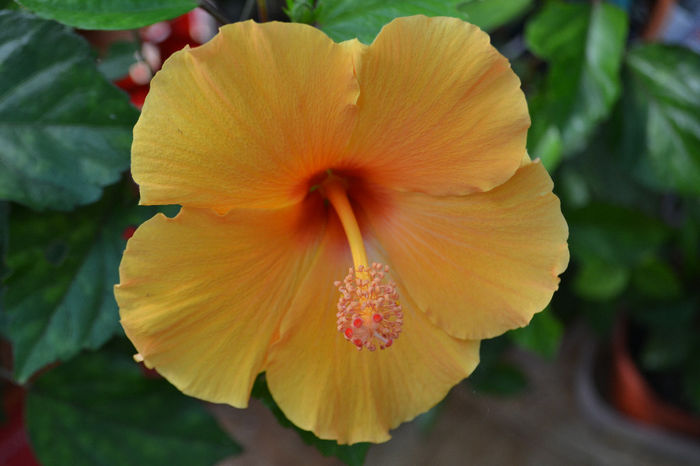 DSC_3912 - aaa-Hibiscus 2013