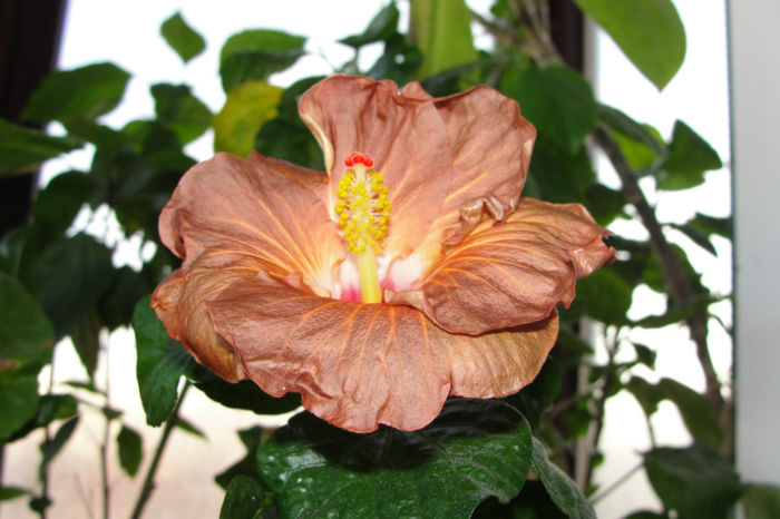  - Hibiscus Gommer 2