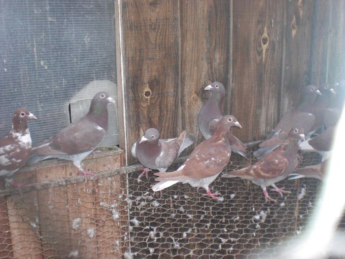 Meulemans de Vanzare 50 Lei bucata - De Vanzare