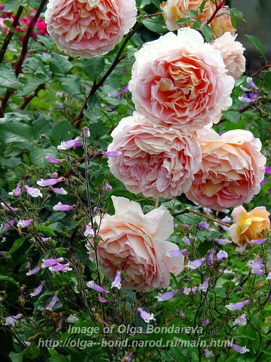 Rose_Abraham_Darby_ - Achizitii trandafiri 2013