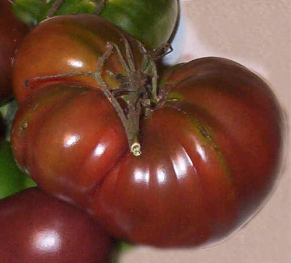 TOMATE BLACK TULA