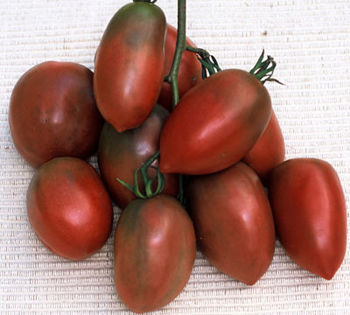 tomate purple russian