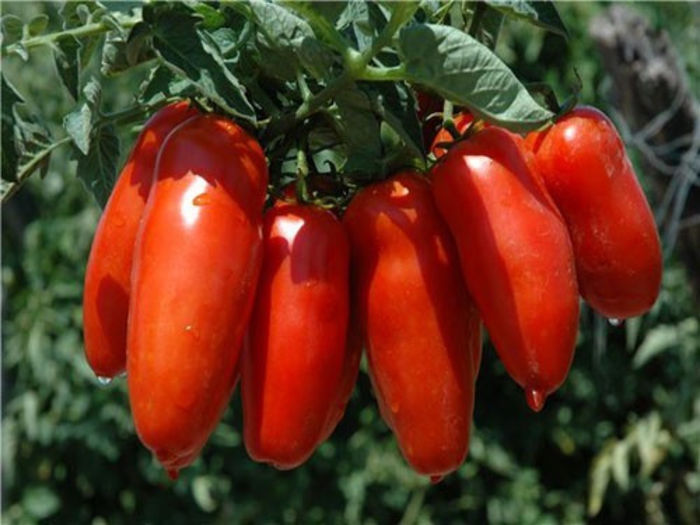 san marzano 3 tomate