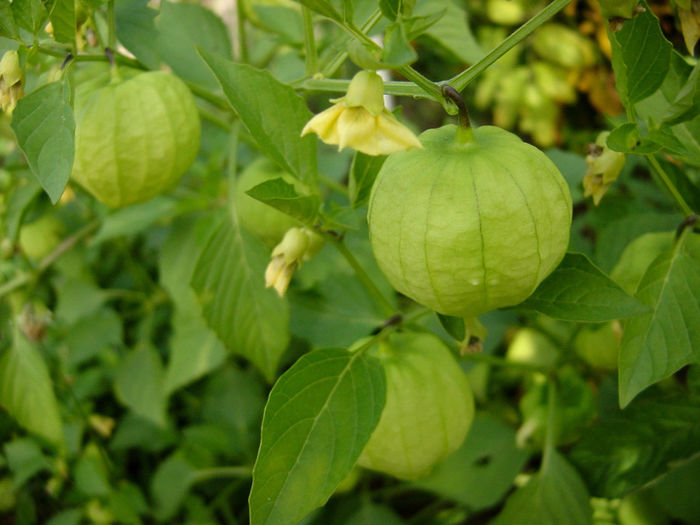 tomate tomatillo green