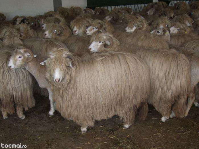 4; oile parintelui Pomahaci
