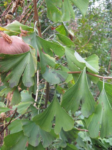 gingko biloba