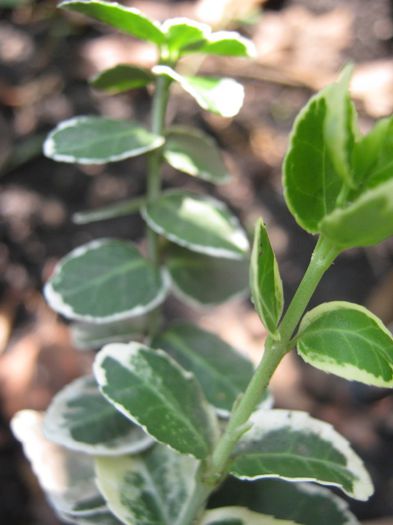 aureo marginata-euonymus