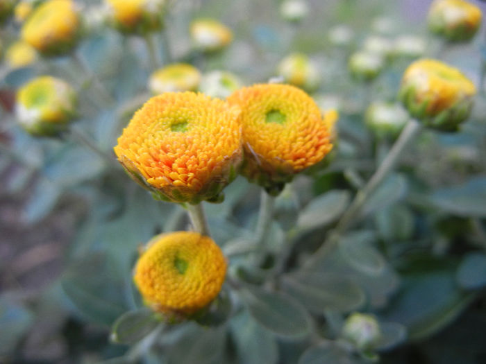 Yellow Chrysanthemum (2013, Sep.26)