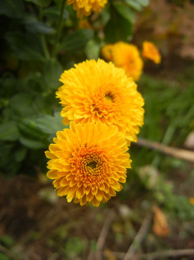 Yellow Chrysanthemum (2013, Oct.04)