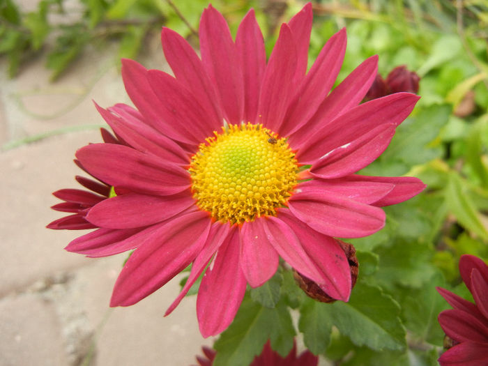 Purple & Yellow Chrysanth (2013, Oct.28)