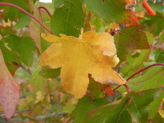 Liquidambar styraciflua (2013, Oct.04) - Liquidambar styraciflua