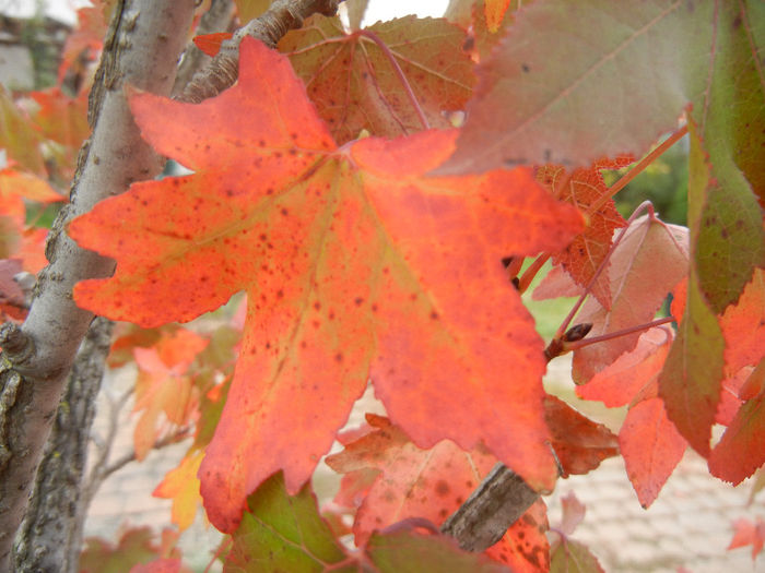 Liquidambar styraciflua (2013, Oct.14) - Liquidambar styraciflua