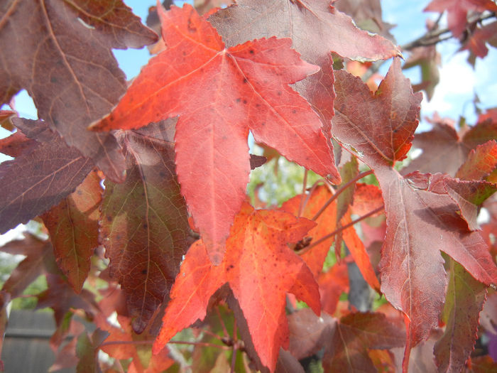 Liquidambar styraciflua (2013, Oct.18) - Liquidambar styraciflua