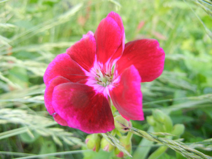 Bicolor geranium (2013, June 15)