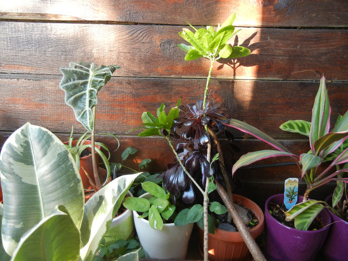 House plants, 12may2013