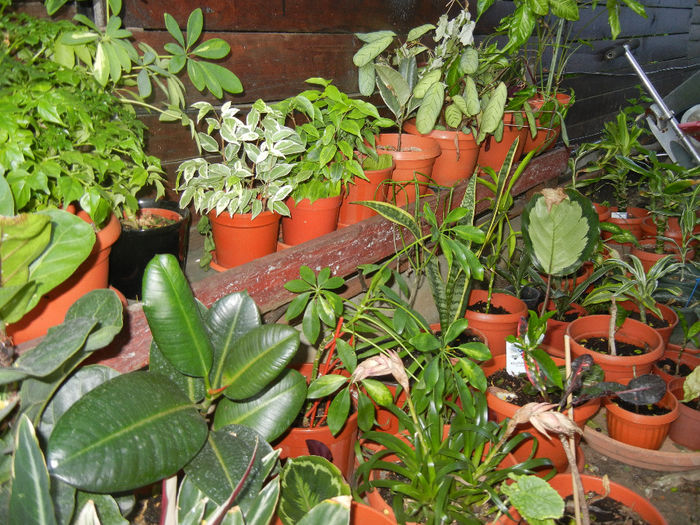 House plants, 12may2013