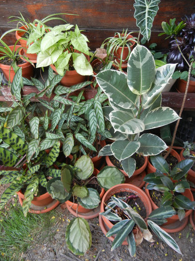 House plants, 13may2013