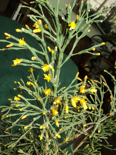 Hatiora (cactus rogoz ) - RHIPSALIDOPSIS -Hatiora -Schlumbergera
