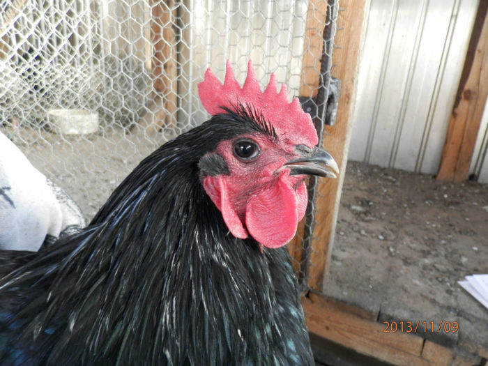 3030-2 - Australorp Negru 11-2013 COCOSI