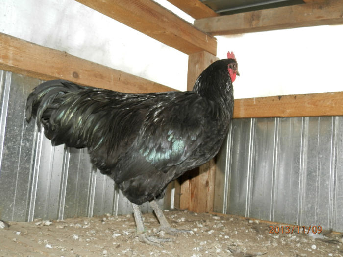 2200-4 - Australorp Negru 11-2013 COCOSI