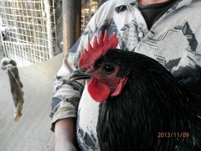 2200-1 - Australorp Negru 11-2013 COCOSI