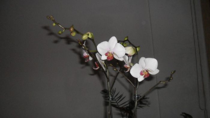 Noua locatara. 001 - phalaenopsis
