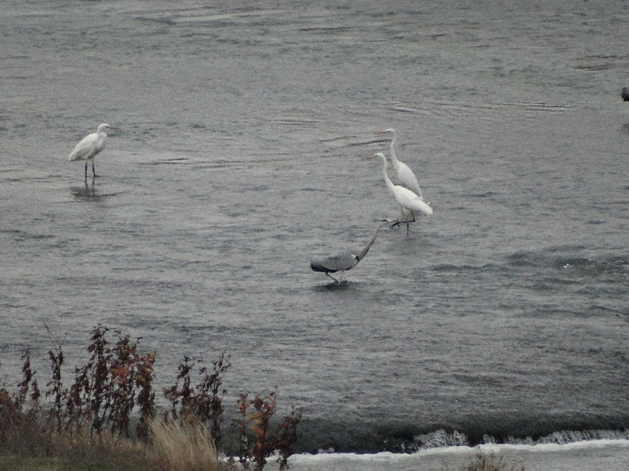 Egrete mari şi stârcul cenuşiu; Egretta alba,
Ardea cinerea
