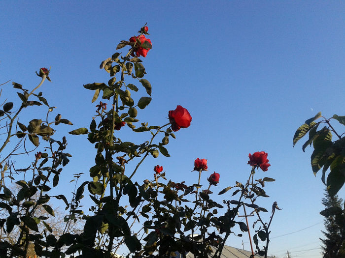 Trandafiri maidanezi in noiembrie