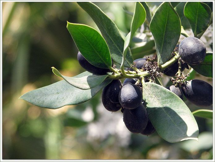 Acokanthera oppositifolia - a-alte seminte rare