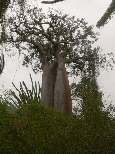 Adansonia_rubrostipa - a-alte seminte rare