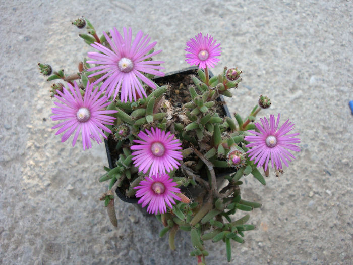 Trichodiadema stellatum Schwantes 1926; Origine: Africa de Sud (Karoo Little)
