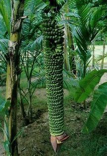 MUSA CHILIOCARPA - a-alte seminte rare