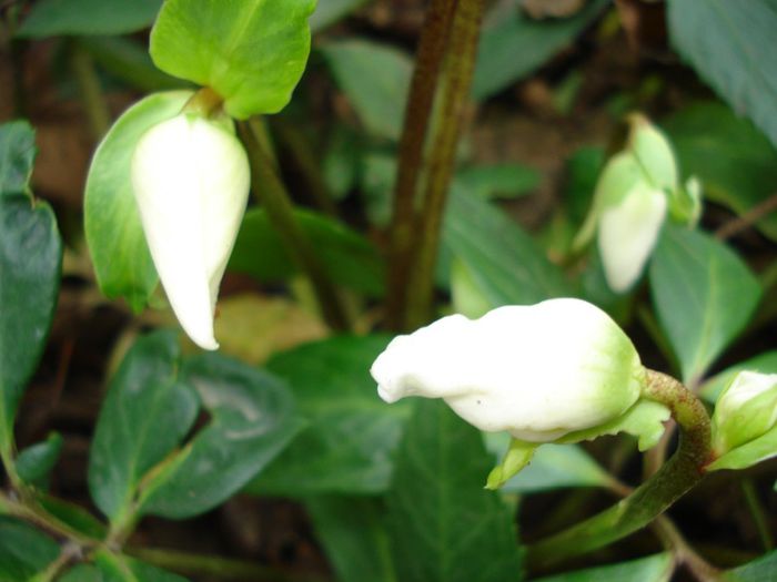 helleborus niger - apoi continuarea 2013