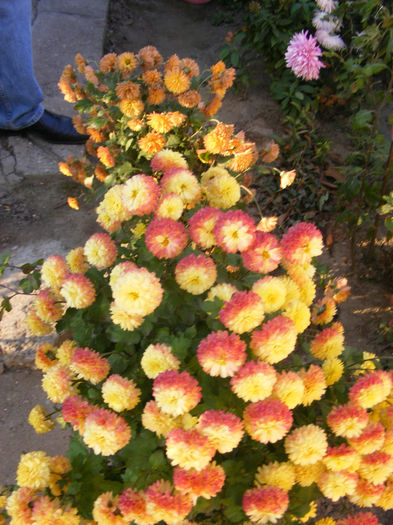 DSCF0103 - Crizantemele mamei si alte flori