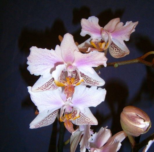 PB180974 - Phalaenopsis