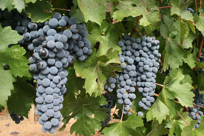 Cabernet-Sauvignon-Grapes