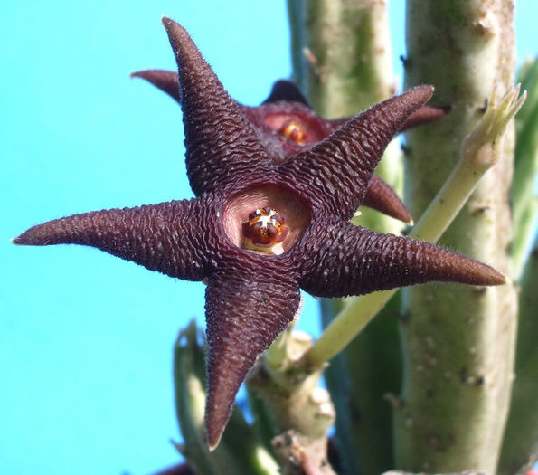 Stapelia longipedicelata