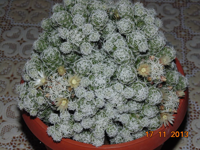 DSC00368 - Cactusi 2013 si altele