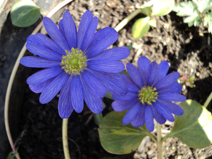 anemone - FLORICELE PE CAMPII