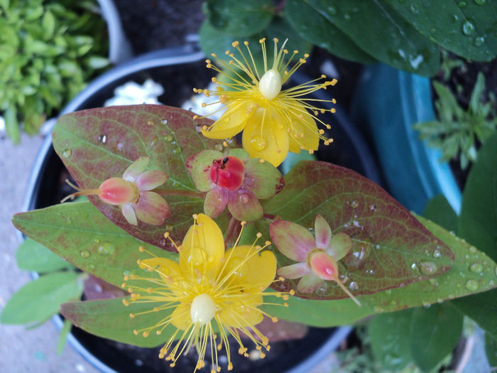 floare de sunatoare