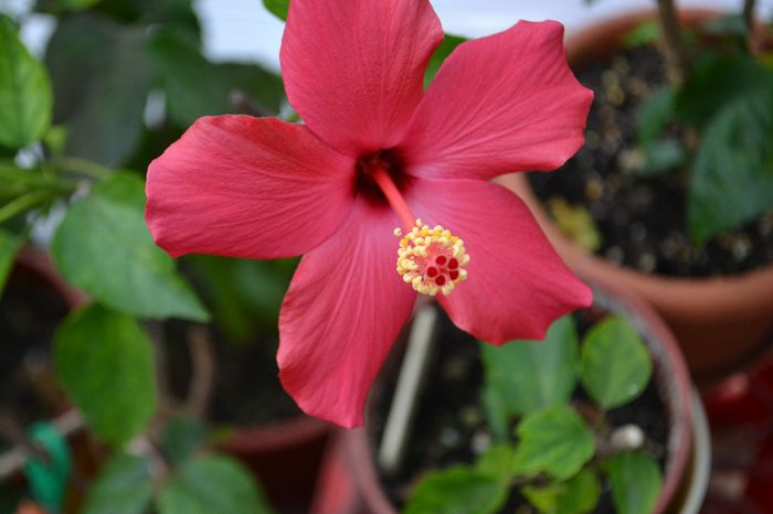 DSC_4733 - aaa-Hibiscus 2013-b