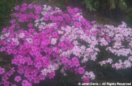 Phlox%20subulata