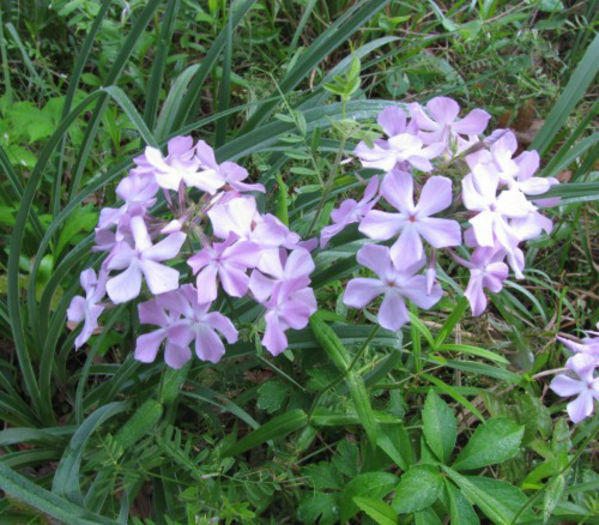 Phlox_pilosa_Wilmington_2012_April_22_020_web_resized