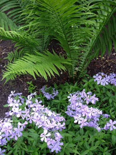 phlox-divaricata-clouds-of-perfume-and-fern1