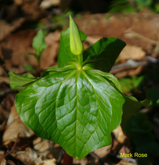 T._sulcatum_in_bud_