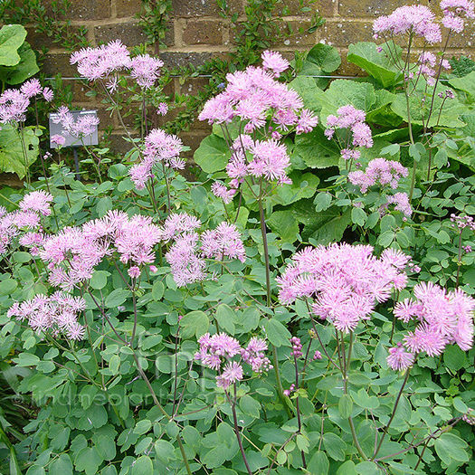 thalictrum_aquilegifolium