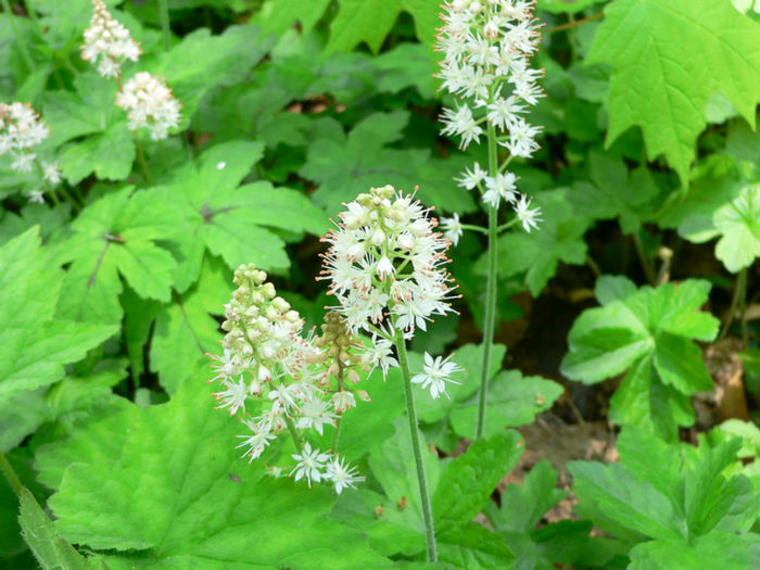 Tiarella_cordifolia2