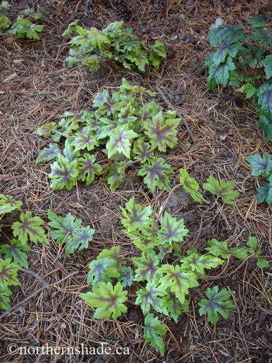 tiarella-neon-lights-with-light-green-foliage