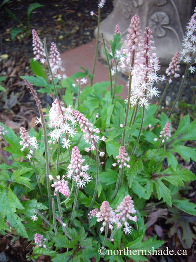 tiarella-pink-skyrocket-foamflower-in-front-of-birdbath